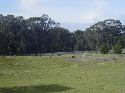 Buffalo in Golden Gate Park.  Really!<br>Location: <a href="https://www.google.com/maps/search/?api=1&query=37.7692,-122.49702" target="_new">Bison Paddock, Golden Gate Park</a>